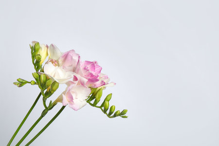 Beautiful blooming pink freesias on light background. Space for textの写真素材