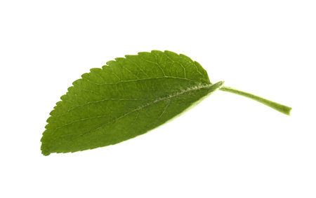Green leaf of apple tree isolated on white