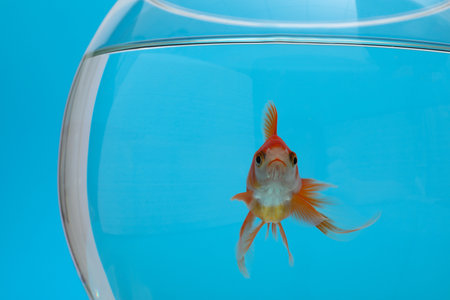 Beautiful goldfish in aquarium on blue background, closeupの写真素材
