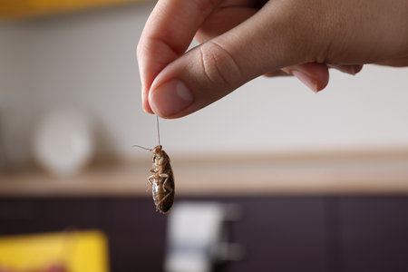 Woman holding cockroach in kitchen, closeup. pest control