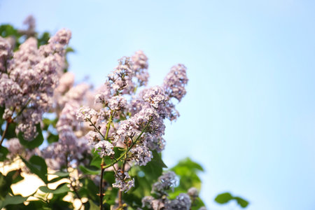 Closeup view of beautiful blooming lilac shrub outdoorsの写真素材