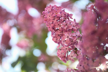 Closeup view of beautiful blossoming lilac shrub outdoors