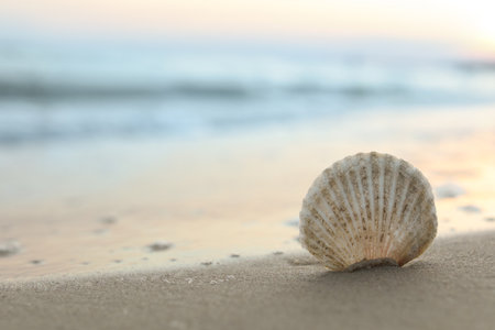 Beautiful seashell on sandy beach at sunrise, closeup. Space for text