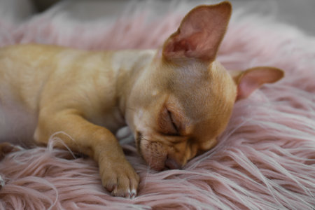 Cute Chihuahua puppy sleeping on faux fur indoors. Baby animalの写真素材