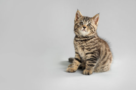 Cute tabby kitten on light gray background, space for text. Baby animalの写真素材