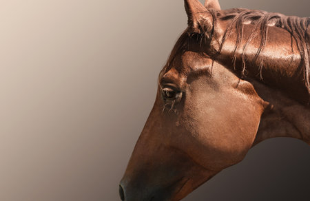 Chestnut pet horse on gray background, closeupの写真素材