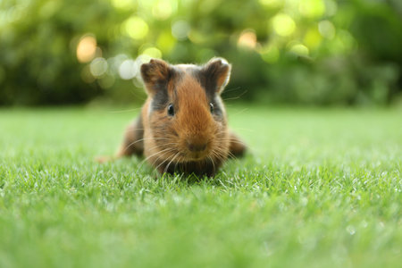 Cute guinea pig on green grass in parkの写真素材