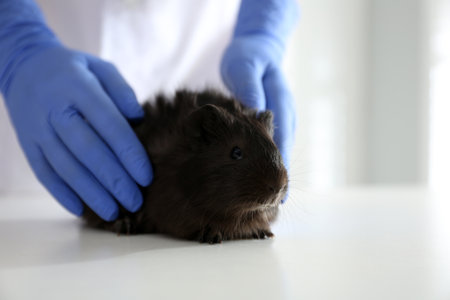 Female veterinarian examining guinea pig in clinic, closeup