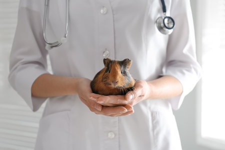 Female veterinarian examining guinea pig in clinic, closeupの写真素材