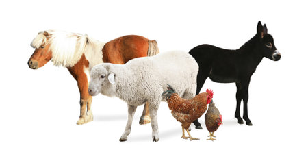 Collage with small horse and other pets on white background. banner designの写真素材