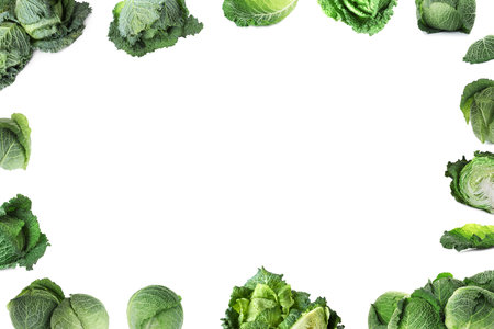 Frame of Savoy cabbages on white backgroundの写真素材