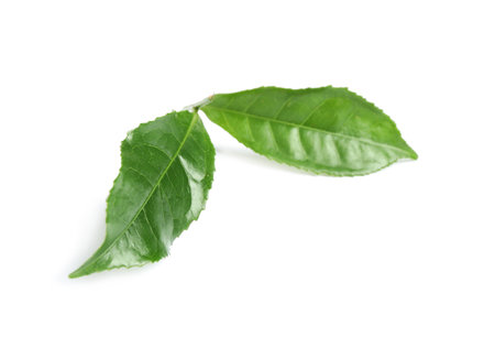 Green leaves of tea plant isolated on white