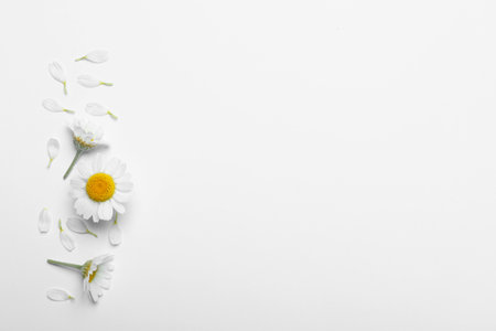 Flat lay composition with fresh chamomiles on white background. Space for textの写真素材