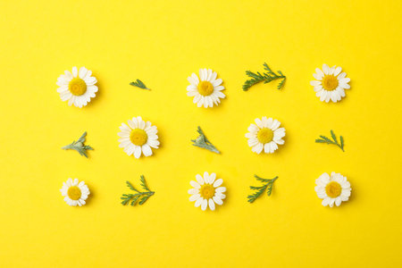 Flat lay composition with fresh chamomiles on yellow background