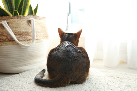 Beautiful Abyssinian cat near window indoors, back view. Lovely petの写真素材