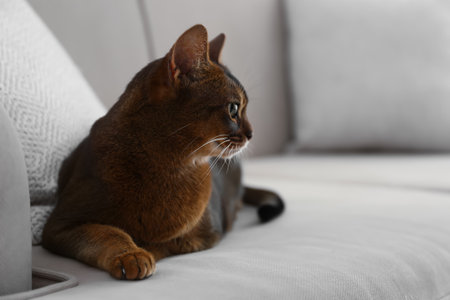Beautiful Abyssinian cat on sofa at home. Lovely petの写真素材