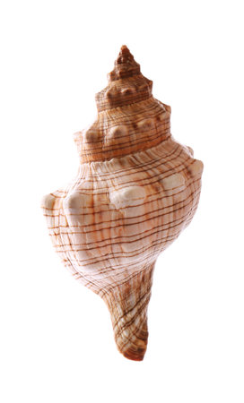 Beautiful exotic sea shell isolated on white