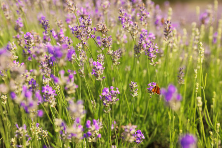 Beautiful butterfly in blooming lavender field on summer day, closeupの写真素材