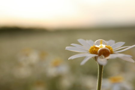 Beautiful chamomile flower with drops outdoors, closeup. Space for textの写真素材