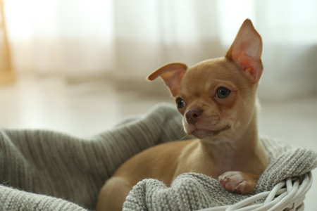 Cute Chihuahua puppy on blanket indoors, space for text. Baby animalの写真素材