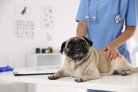 Closeup view of veterinarian examining cute pug dog in clinic, space for text. Vaccination dayの写真素材
