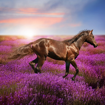 Beautiful horse running in lavender field at sunsetの写真素材