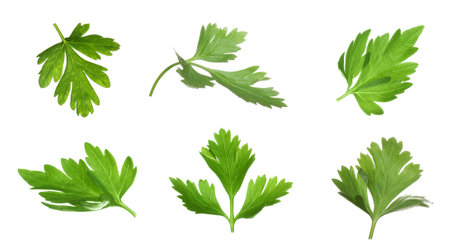 Set with green parsley leaves on white background. banner designの写真素材