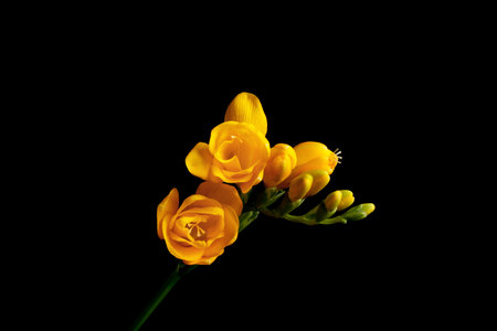 Beautiful yellow freesia flower on black backgroundの写真素材