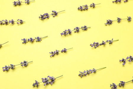Beautiful fresh lavender flowers on yellow backgroundの写真素材