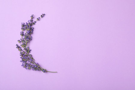 Beautiful lavender flowers on violet background, flat lay. Space for textの写真素材