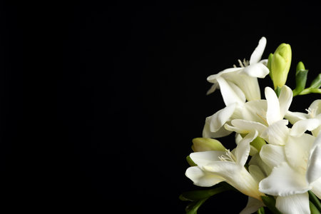 Beautiful freesia flowers on black background, closeup. Space for textの写真素材