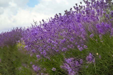 Beautiful lavender flowers growing in field, closeup