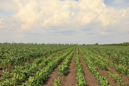 Beautiful view of corn field. agriculture industry