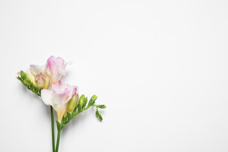 Beautiful blooming pink freesias on white background, top view. Space for textの写真素材
