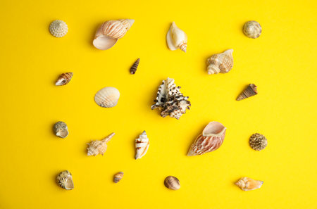 Different beautiful sea shells on yellow background, flat layの写真素材
