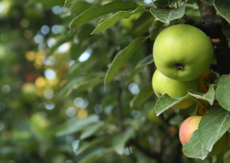 Ripe apples on tree branch in garden. Space for textの写真素材