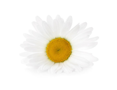 Beautiful fragrant chamomile flower isolated on whiteの写真素材