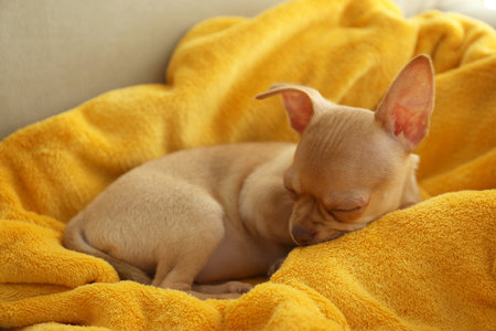 Cute Chihuahua puppy sleeping on yellow blanket. Baby animalの写真素材