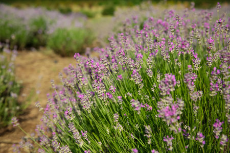 Beautiful lavender flowers growing in the field, closeup