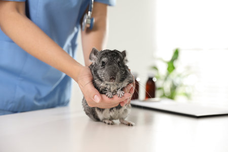 Professional veterinarian examining chinchilla in clinic, closeupの写真素材