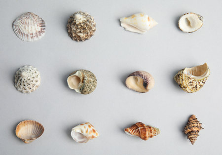 Different beautiful sea shells on light gray background, flat layの写真素材