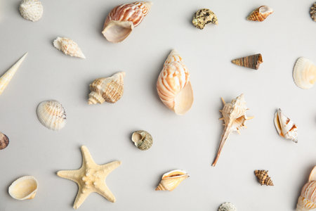 Different beautiful sea shells on light gray background, flat layの写真素材