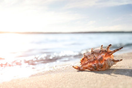 Beautiful sea shell on sandy beach. Space for text