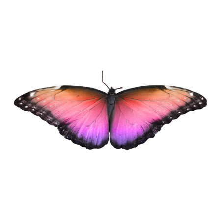 Amazing bright color butterfly isolated on white