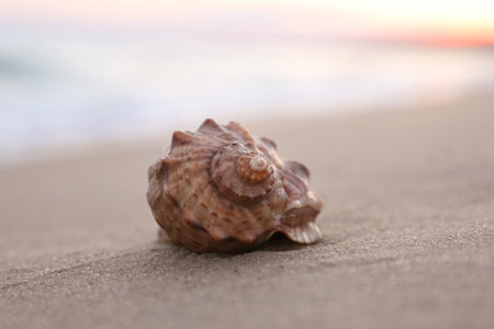 Beautiful seashell on sandy beach at sunrise, closeupの写真素材