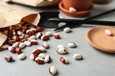 Paper bag with raw beans on gray table, closeup. vegetable seeds