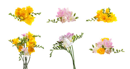 Set of yellow and pink freesia flowers on white backgroundの写真素材