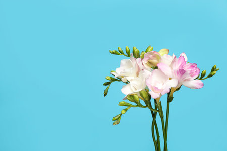 Beautiful blooming freesias on light blue background. Space for textの写真素材