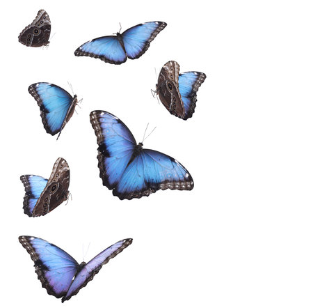 Amazing common morpho butterflies flying on white backgroundの写真素材