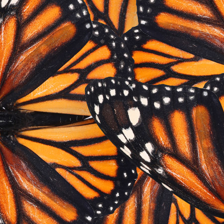 Beautiful monarch butterfly wings as background, closeupの写真素材